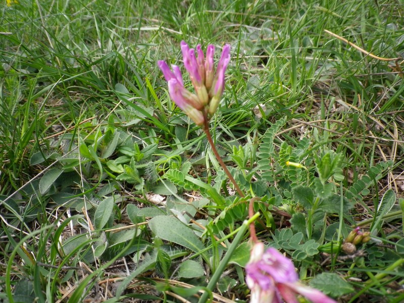 I colori del rosa - Astragalus monspessulanus